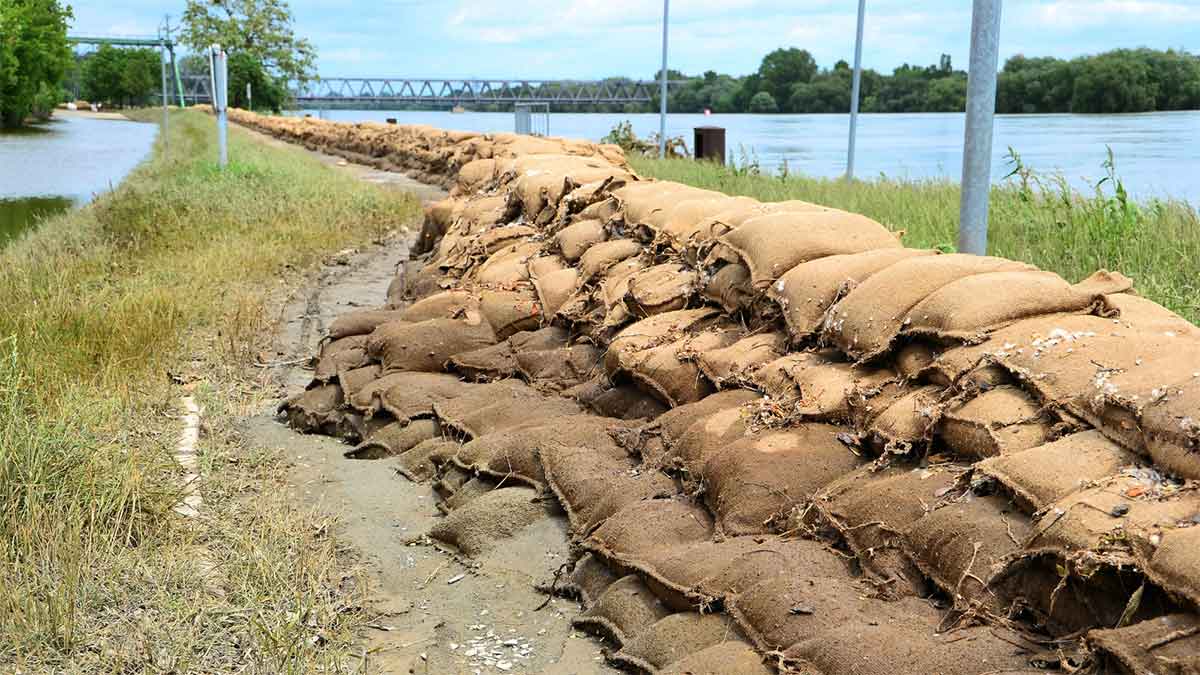 Sandbags lined up across the edges of rice fields, used for support and water control.
